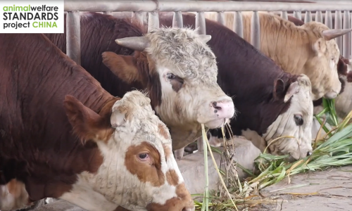 中国的动物福利